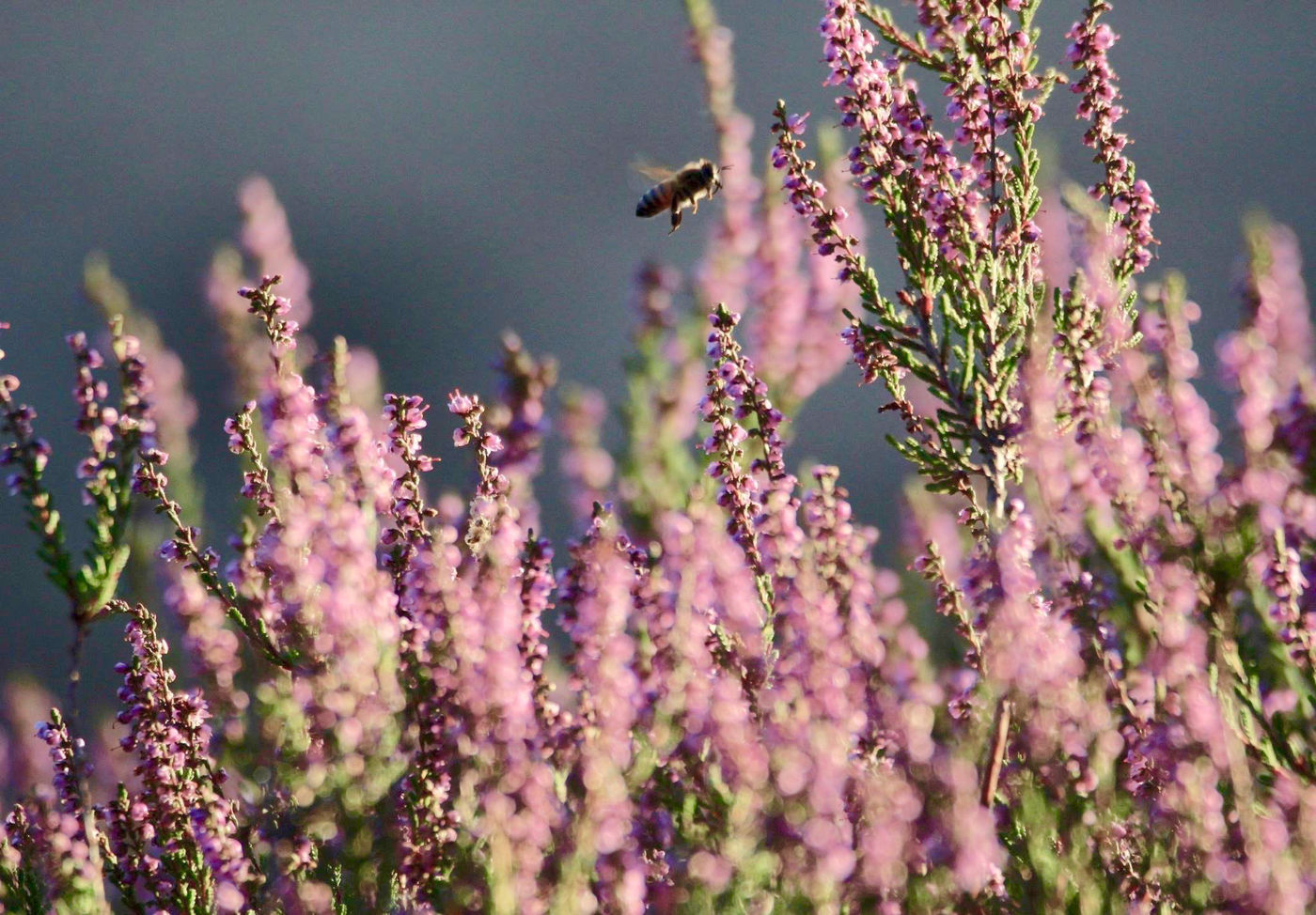 Een honingbij bezoekt de bloeiende struikhei. © Stephan Kaasche