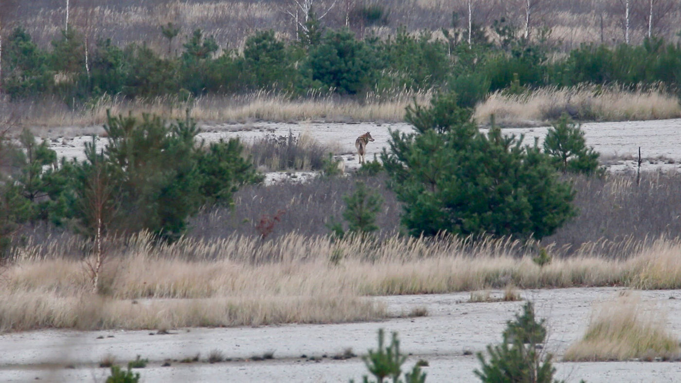 Een wolf, gefotografeerd vanuit de hoogzit. © Stephan Kaasche