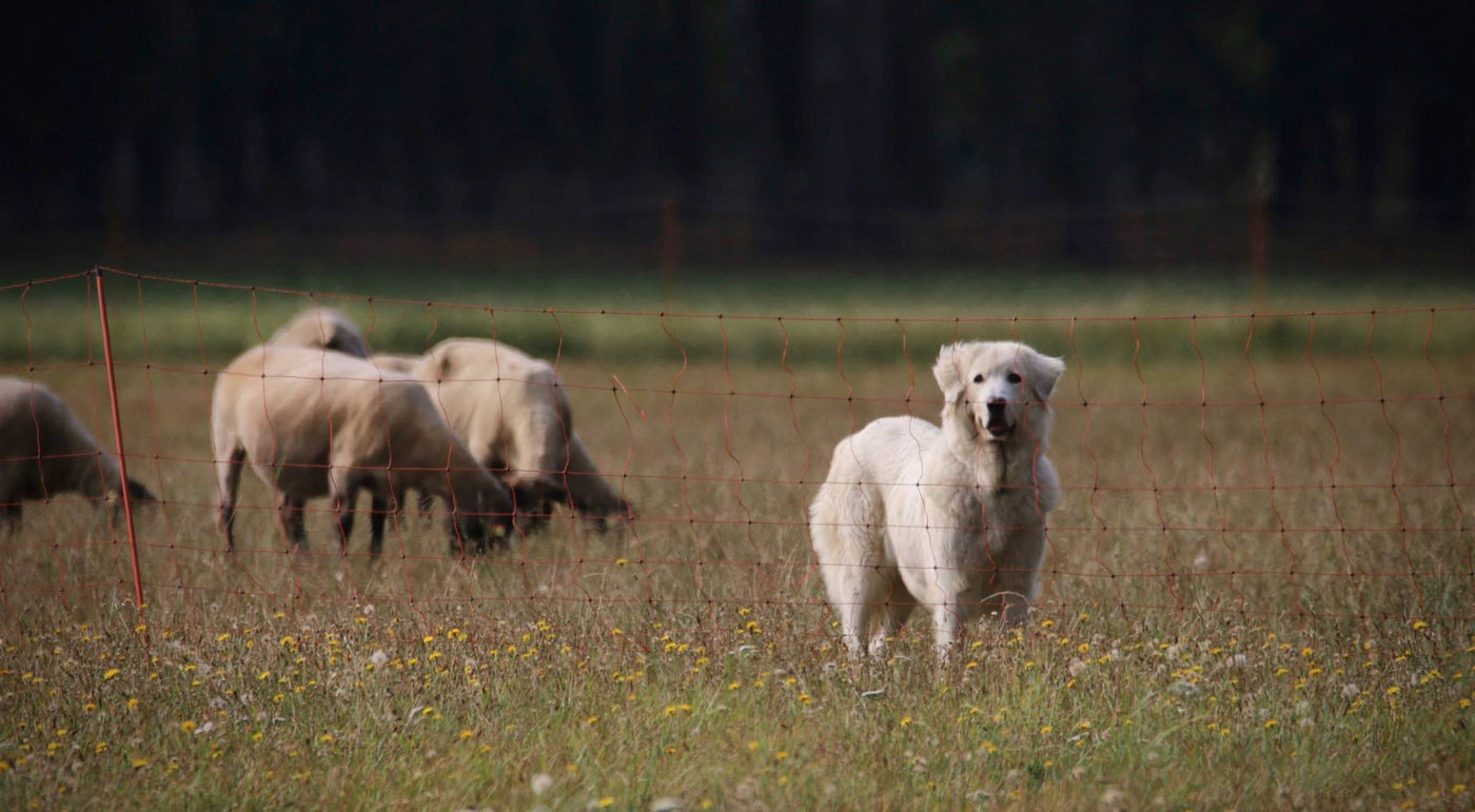 Een herdershond vlakbij de schapen die hij beschermt. © Stephan Kaasche