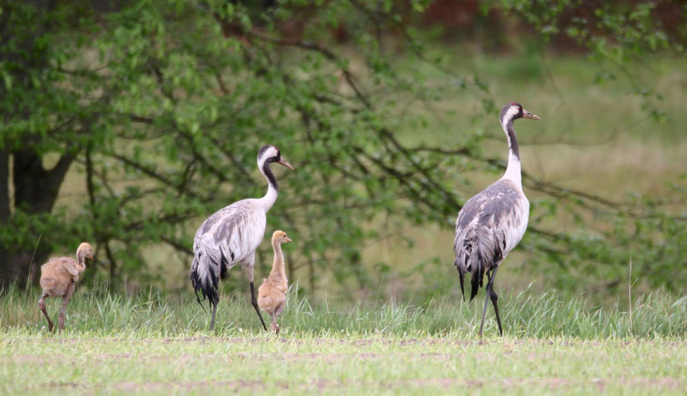 Een koppel kraanvogels leert hun kroost de eerste stapjes. © Stephan Kaasche