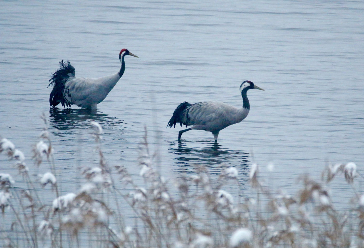 Een koppel kraanvogels waadt door het water. © Stephan Kaasche