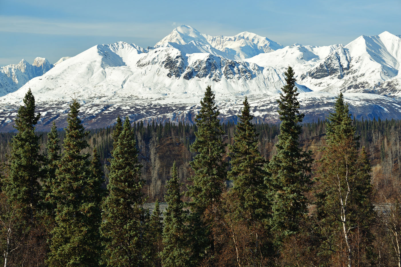 Y80_0987_20171016_5159_Alaska Een typisch beeld in Denali: sparren op de voorgrond, hooggebergte op de achtergrond. © Yves Adams
