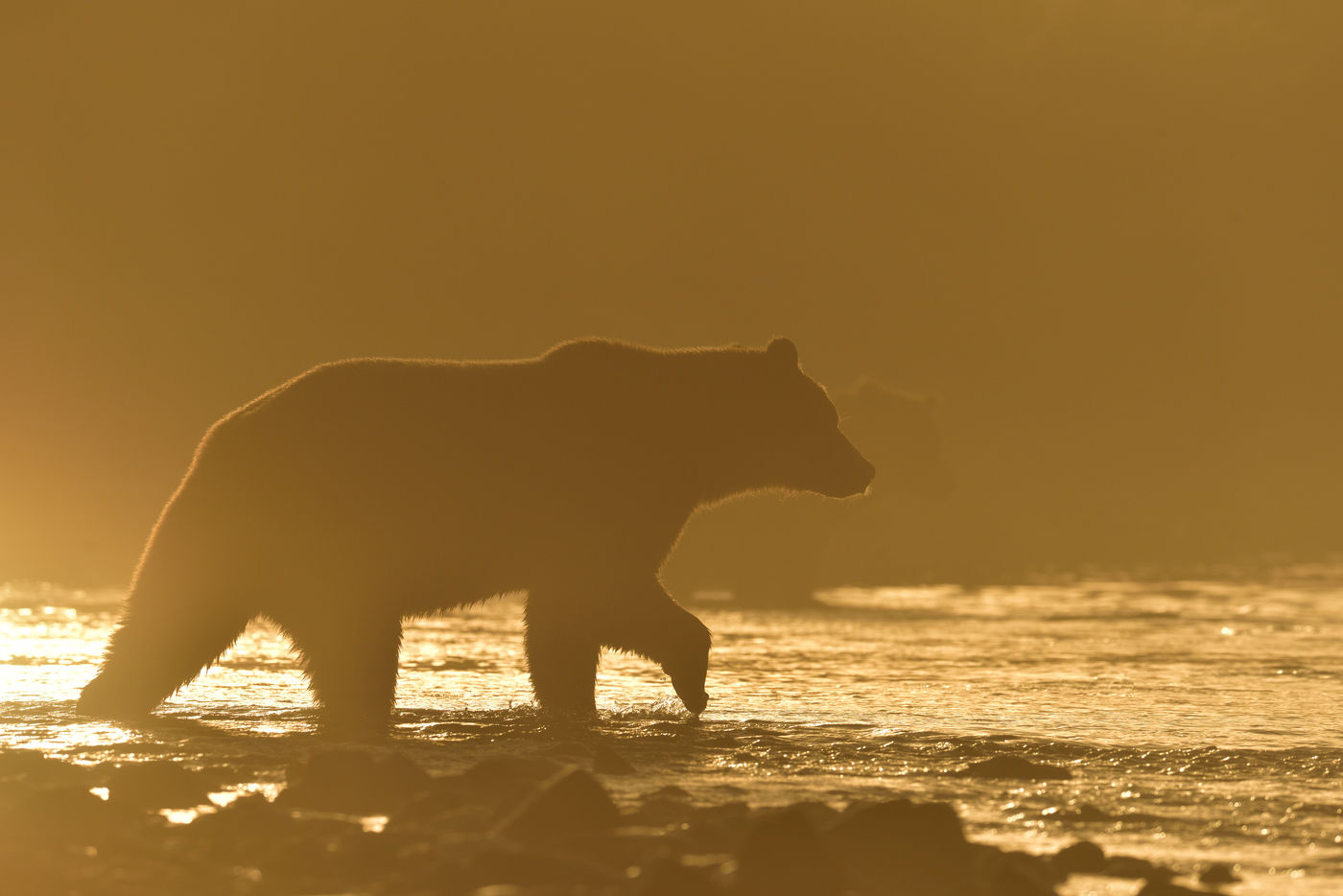 Y84_0305_20160901_2068_Grizzlybeer Vissende grizzly met tegenlicht. © Yves Adams
