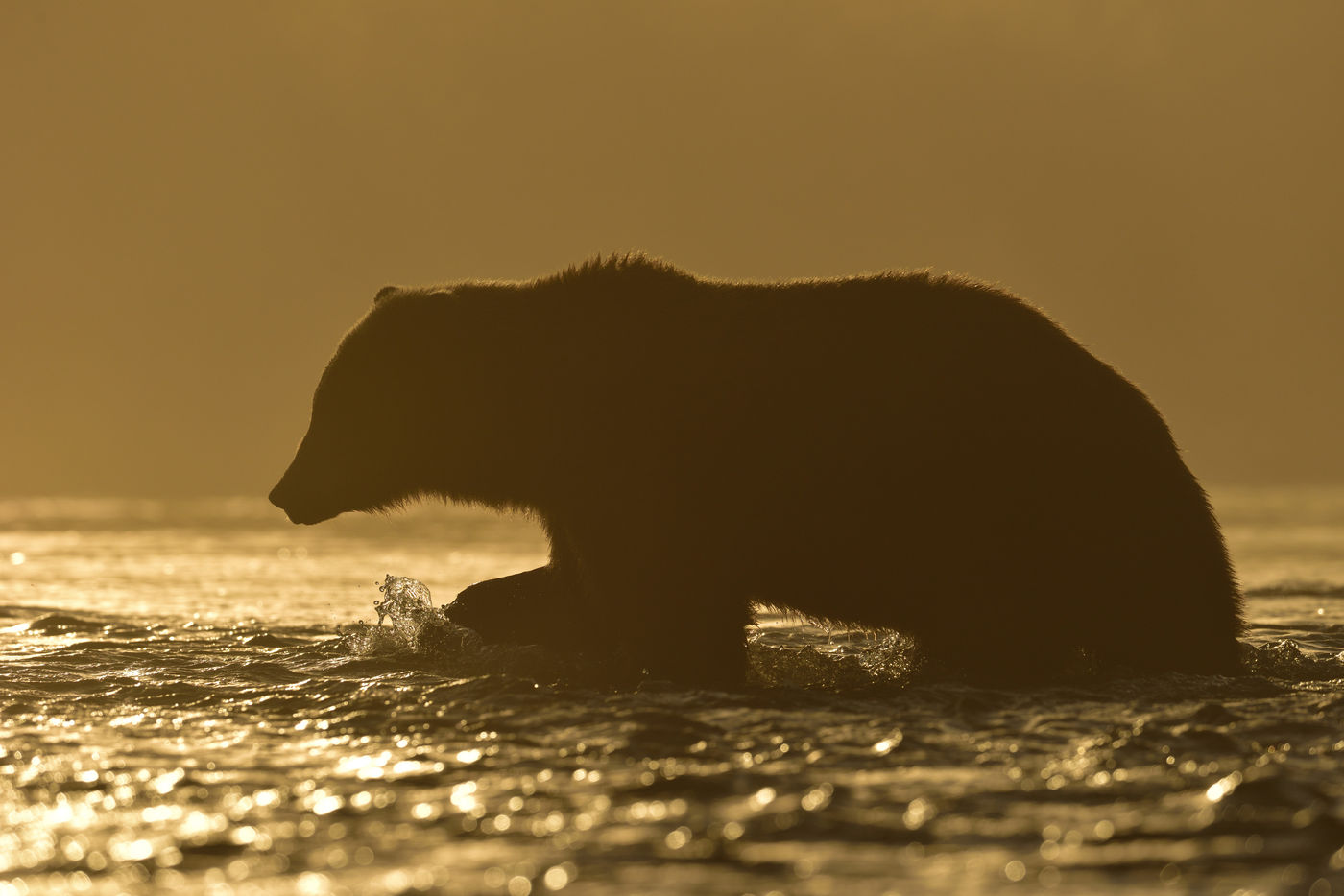 Y84_0459_20160901_2070_Grizzlybeer Grizzly met tegenlicht. © Yves Adams