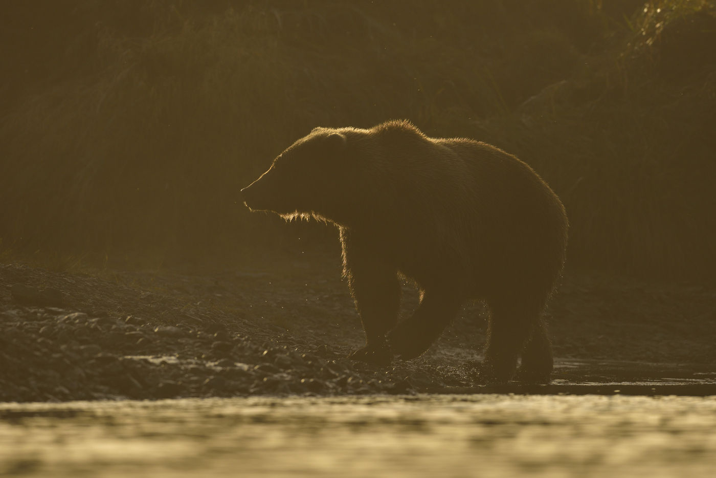 Y84_0797_20160901_2073_Grizzlybeer Sfeerbeeld grizzly met tegenlicht. © Yves Adams
