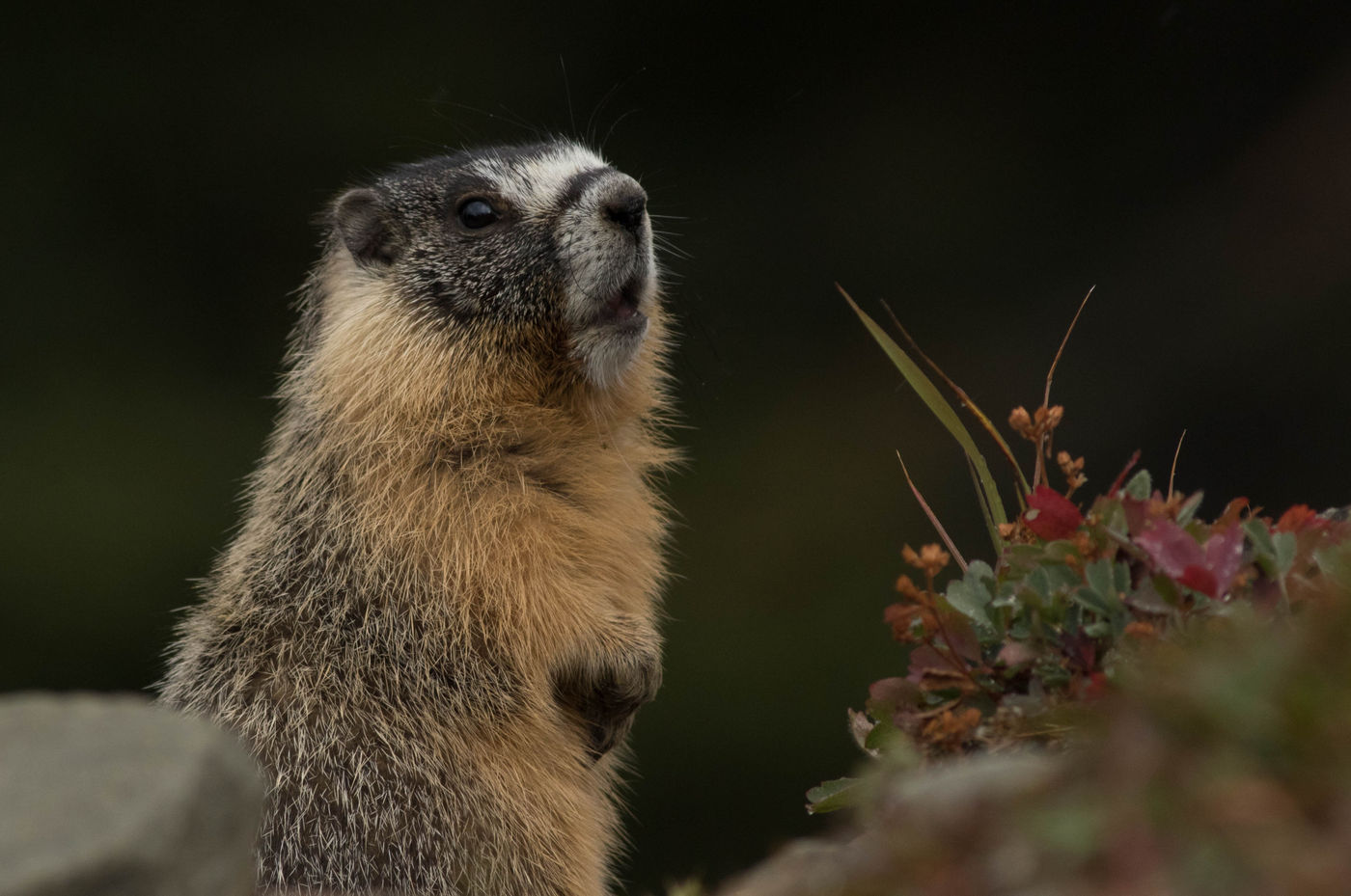 In de bergen in het binnenland wemelt het van het leven, je ziet er onder meer deze yellow-bellied marmot. © Joachim Bertrands