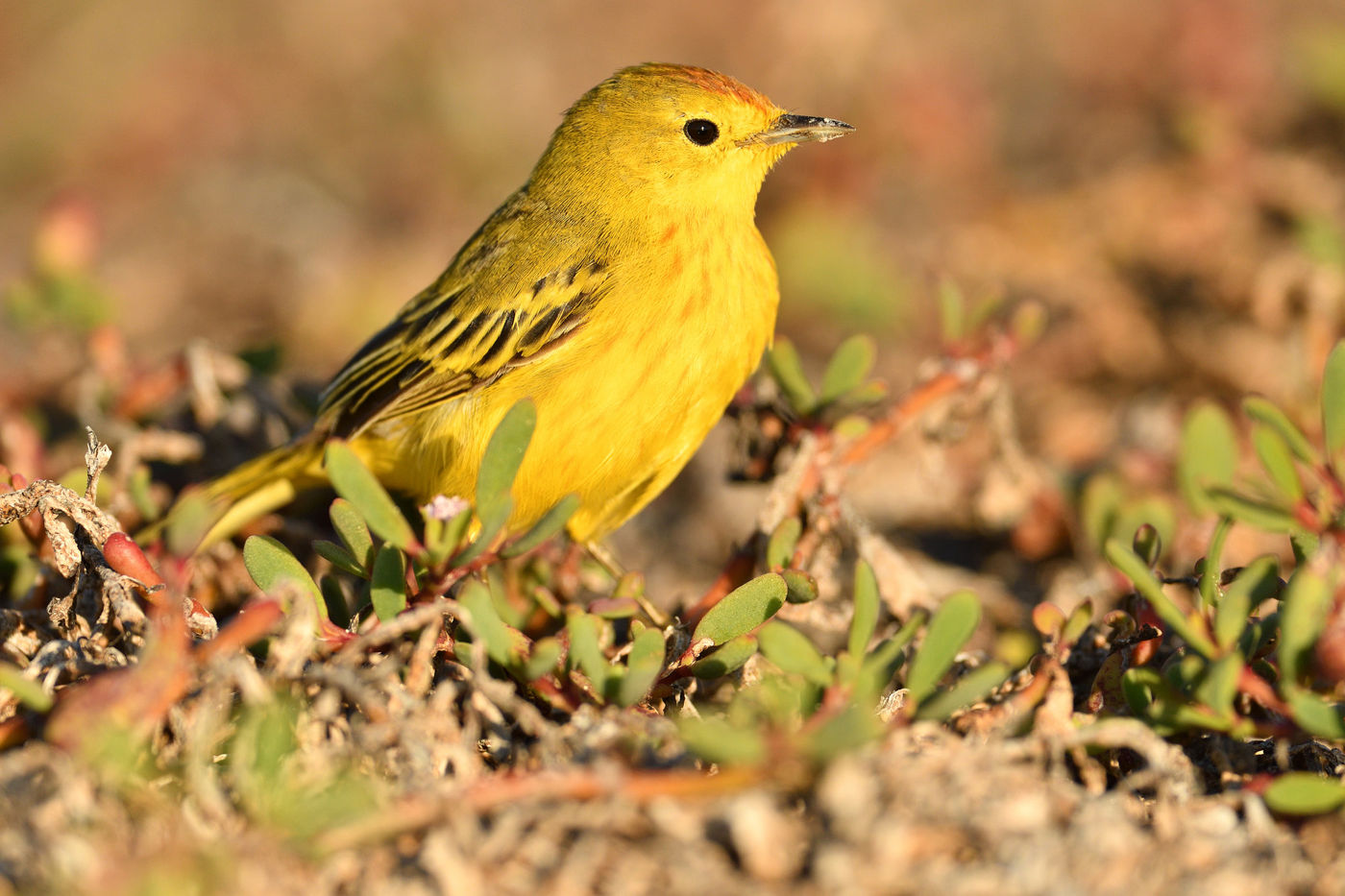 These islands attract a bunch of migratory birds, including this yellow warbler from the north. © Yves Adams