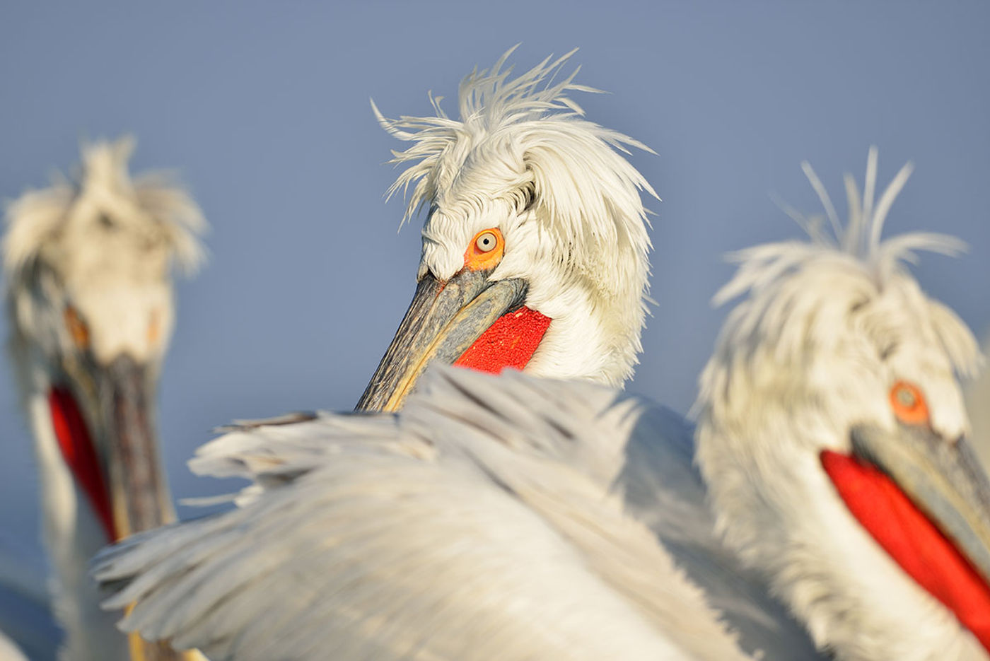 _Yves-Adams_Bulgarije-PelicansAndGoldenEagles_2014_foto-photo_STARLING_reizen-tours_598 Bad hair day! © Yves Adams