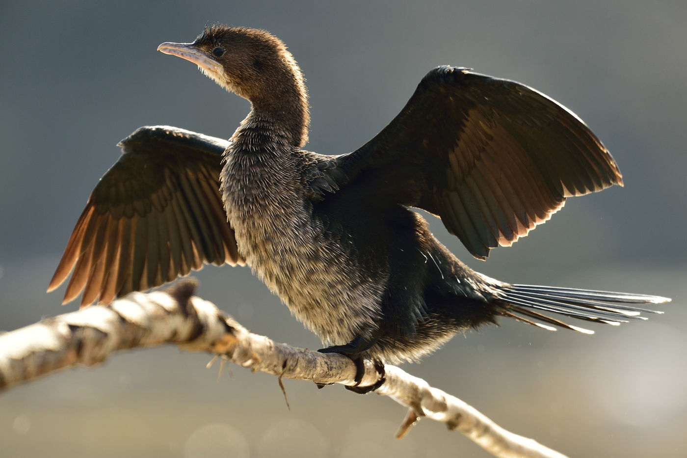 A pygmy cormorant drying its wings © Yves Adams