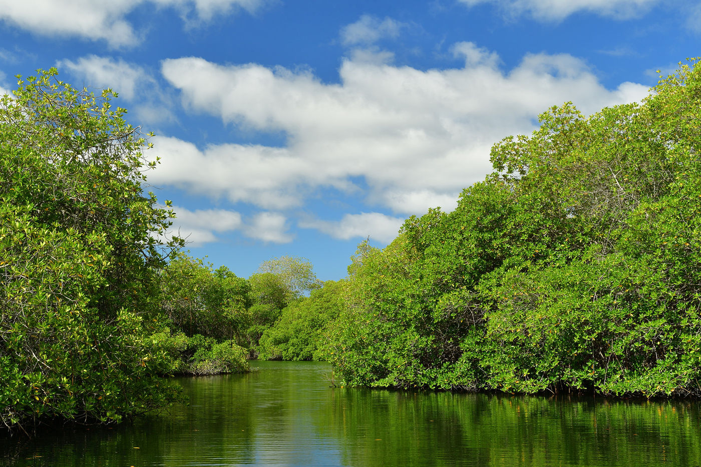 Weelderige mangroves. © Yves Adams