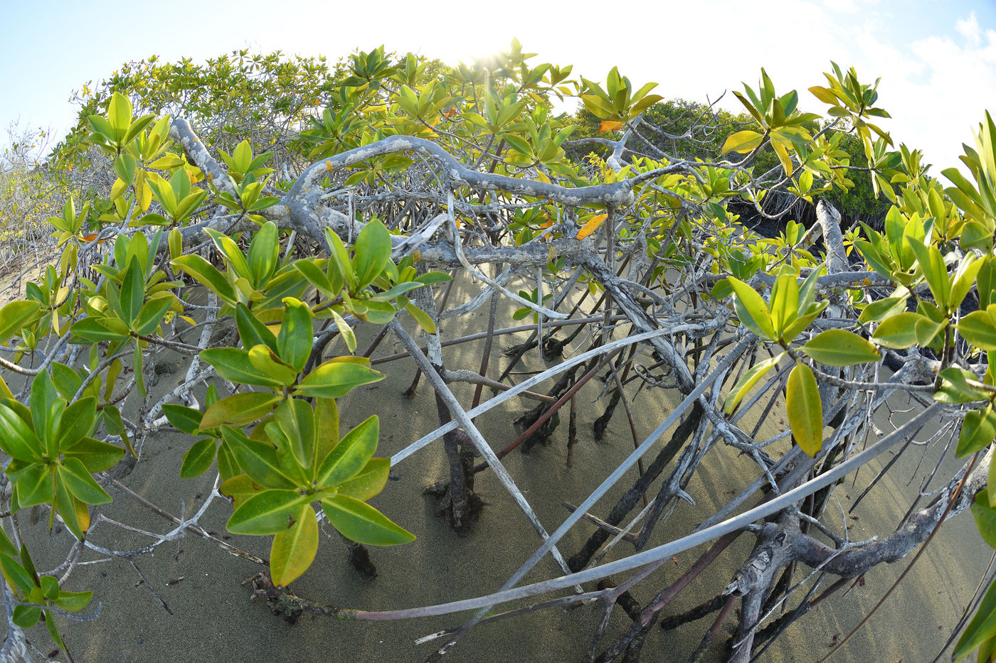 Een prille mangrovebegroeiing maakt zich meester van het strand. © Yves Adams