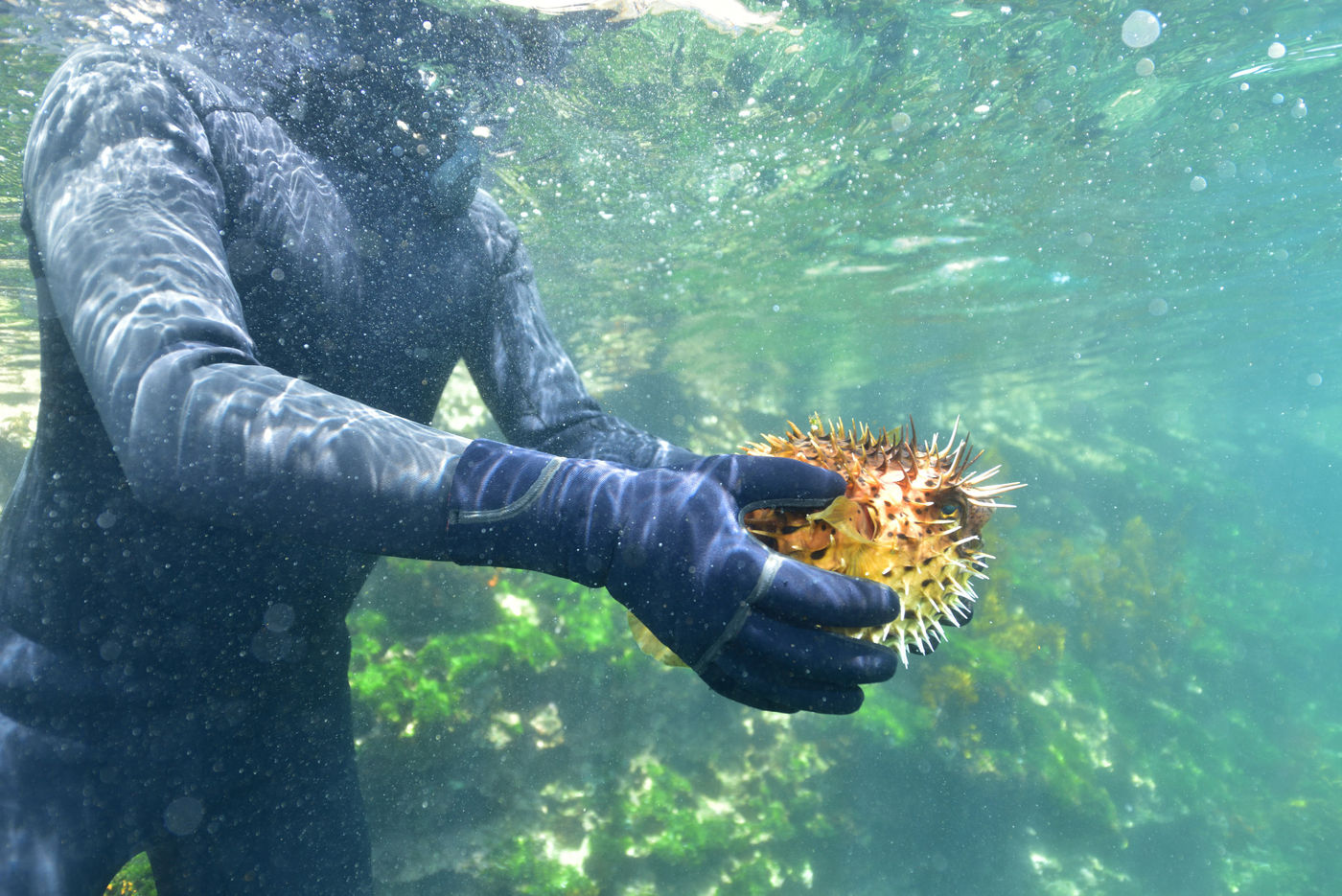 A porcupinefish fights back. © Yves Adams