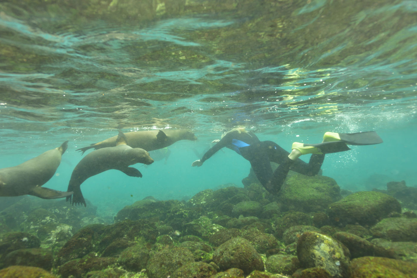De Galapagoszeeleeuwen komen je vaak van dichtbij begluren tijdens het duiken. © Yves Adams