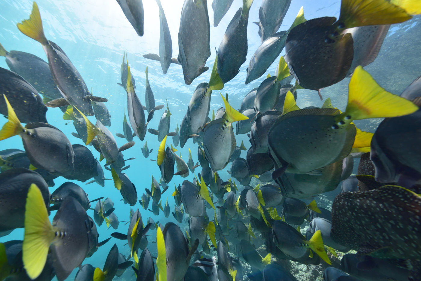 There are numerous options for exploring life below the surface during this tour. © Yves Adams