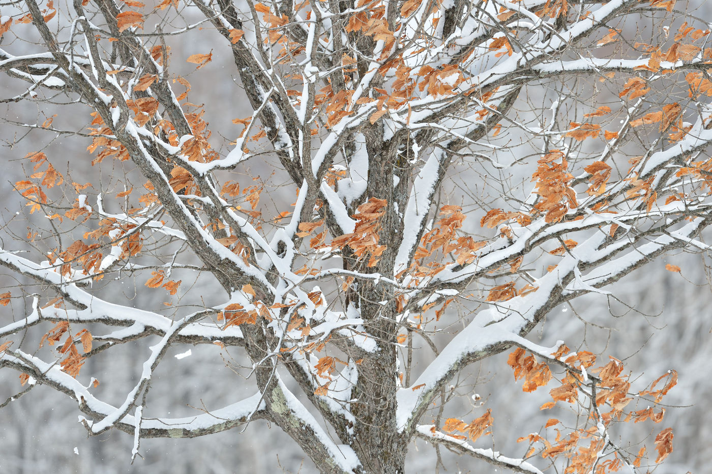 Sneeuw kleeft aan de bomen dankzij de ijzige temperaturen. © Yves Adams