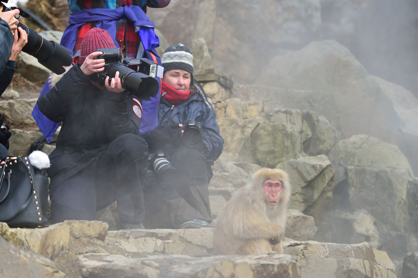 Japanse makaken fotograferen lukt soms wel van erg dichtbij. © Yves Adams