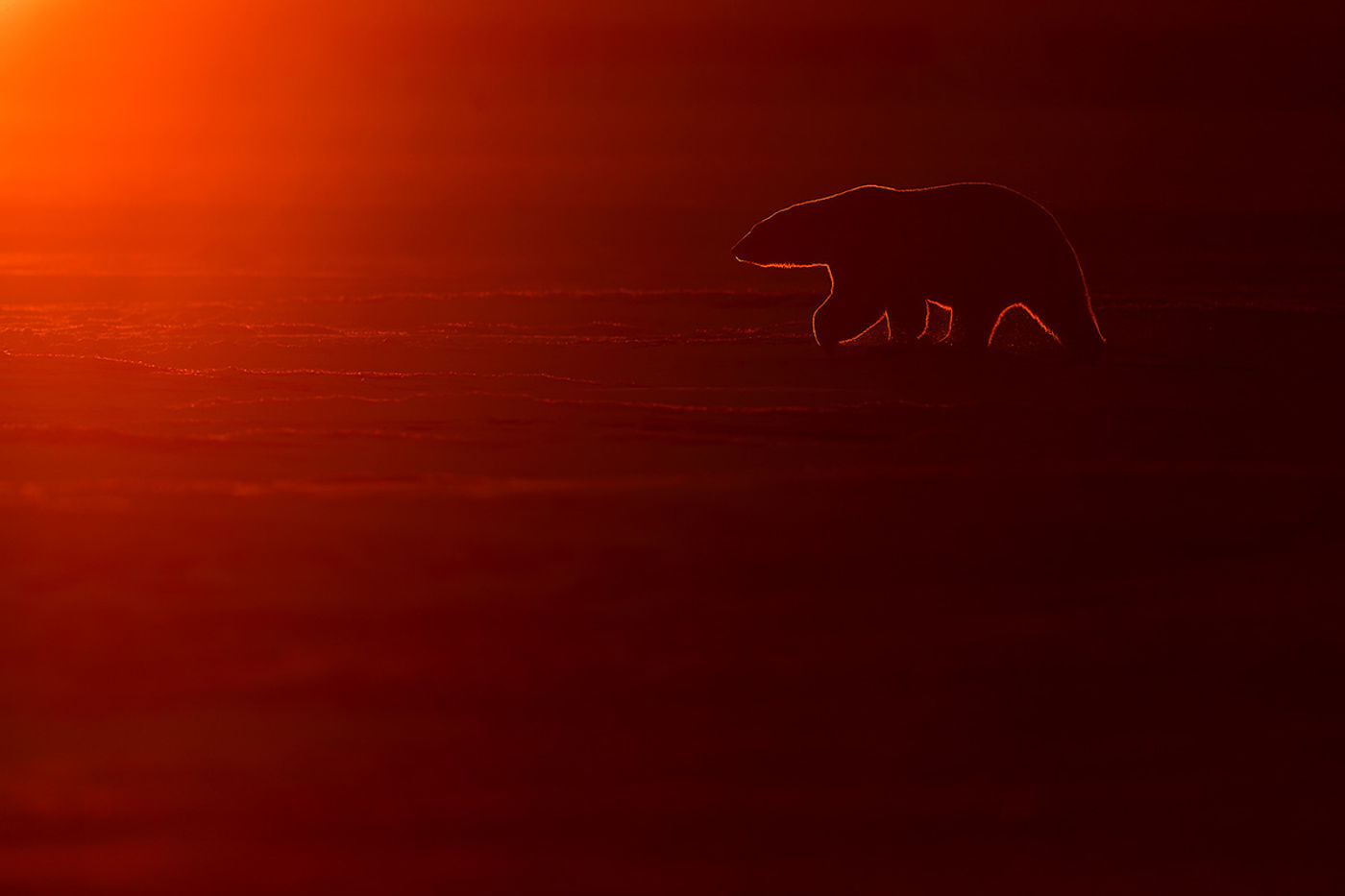 Sfeerbeeld ijsbeer bij zonsondergang. © Yves Adams