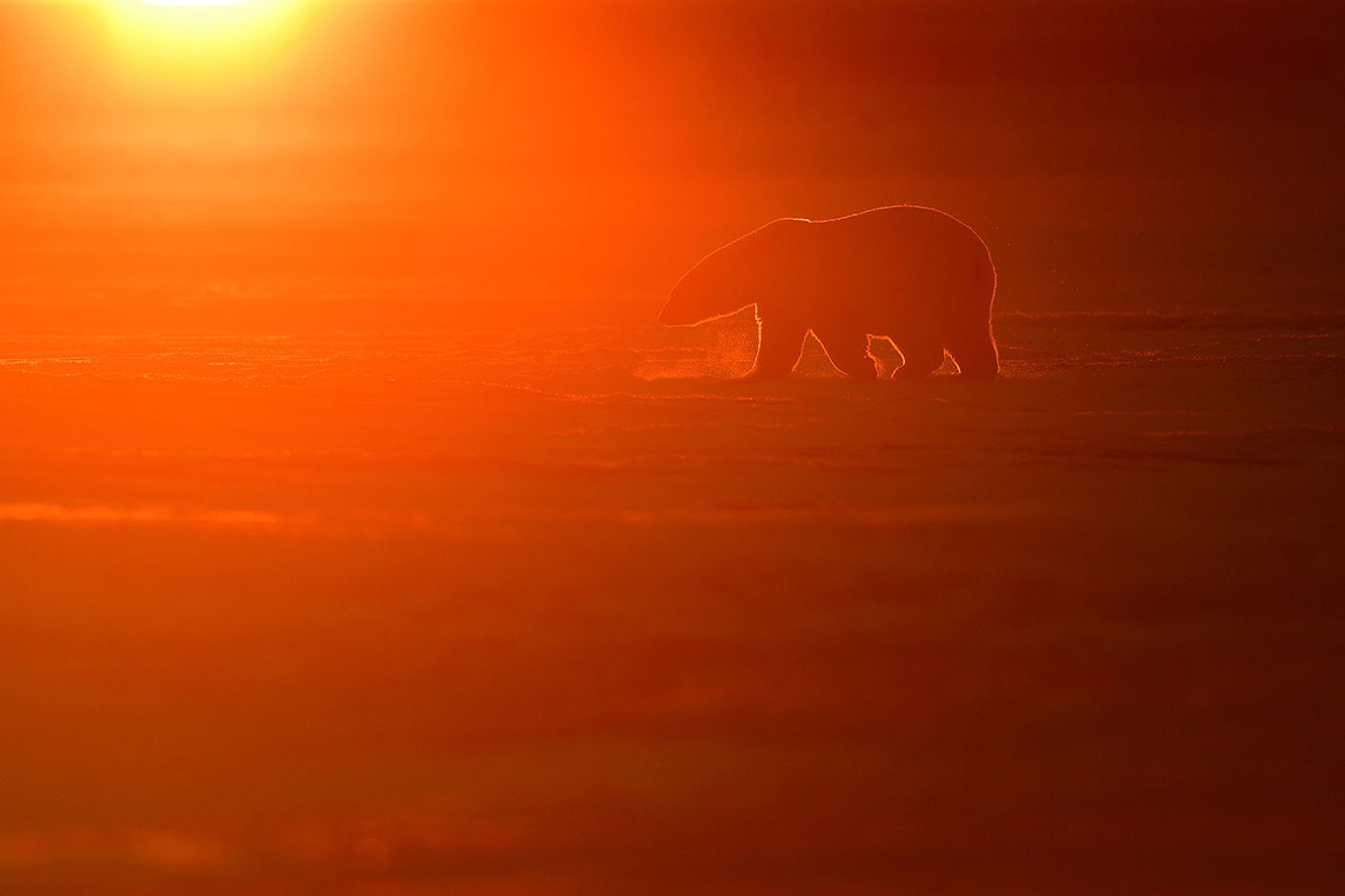 Sfeerbeeld ijsbeer bij zonsondergang. © Yves Adams