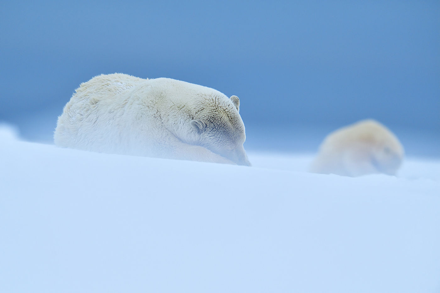 Sfeerbeeld ijsbeer. © Yves Adams