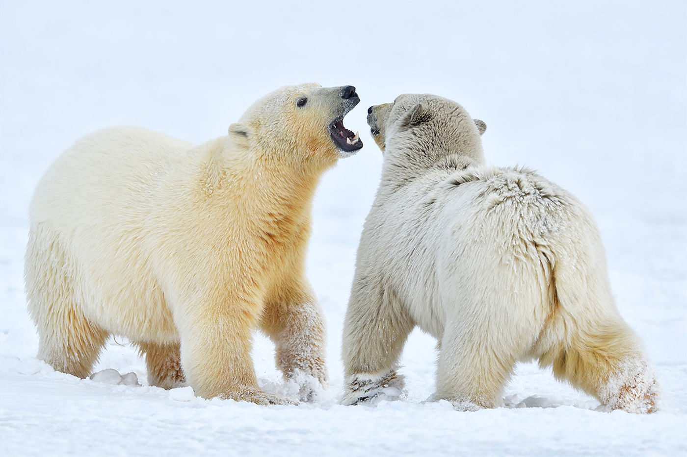 Twee spelende ijsberen. © Yves Adams