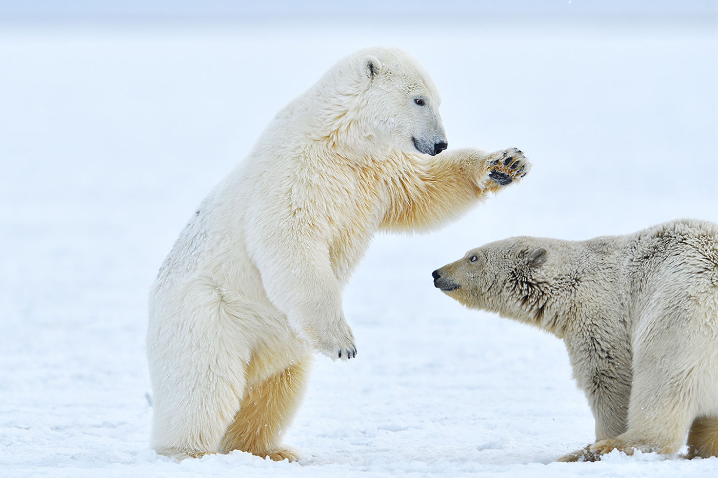 Twee spelende ijsberen. © Yves Adams