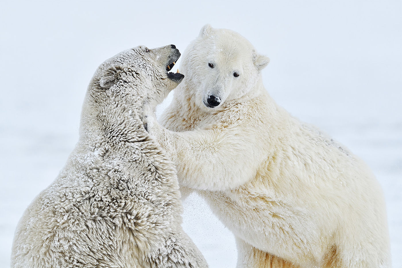 Twee spelende ijsberen. © Yves Adams