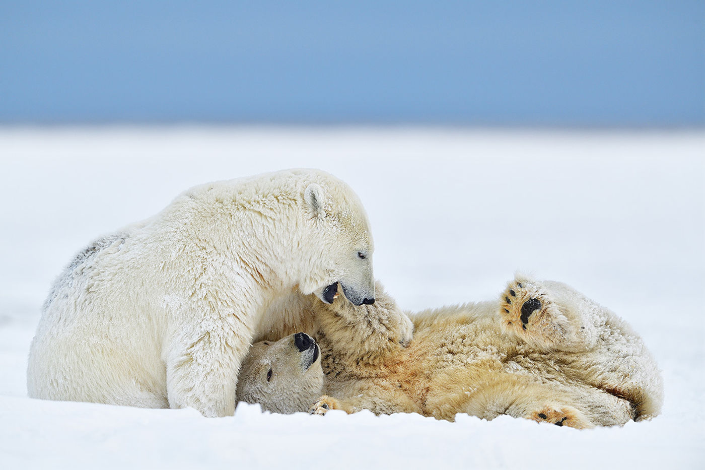 Twee spelende ijsberen. © Yves Adams