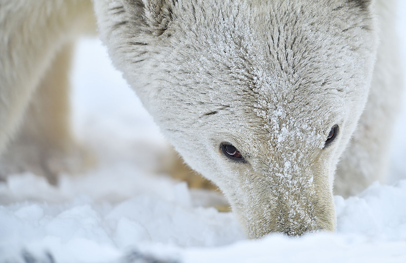 Closeup van een ijsbeer. © Yves Adams