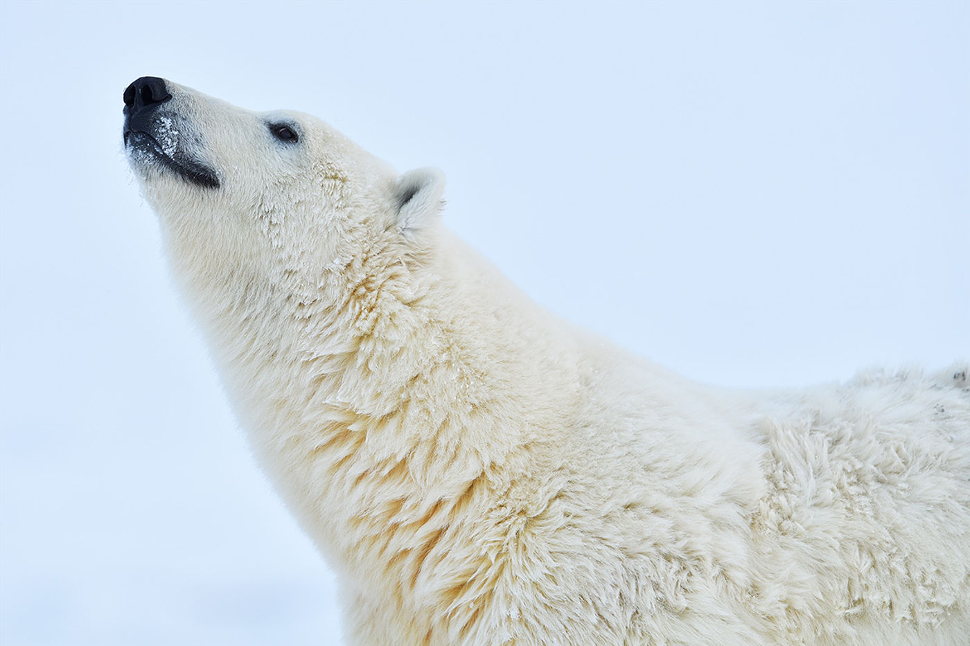 Een ijsbeer snuift de lucht op. © Yves Adams