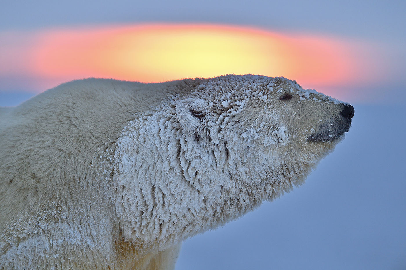 Een ijsbeer bij zonsondergang. © Yves Adams