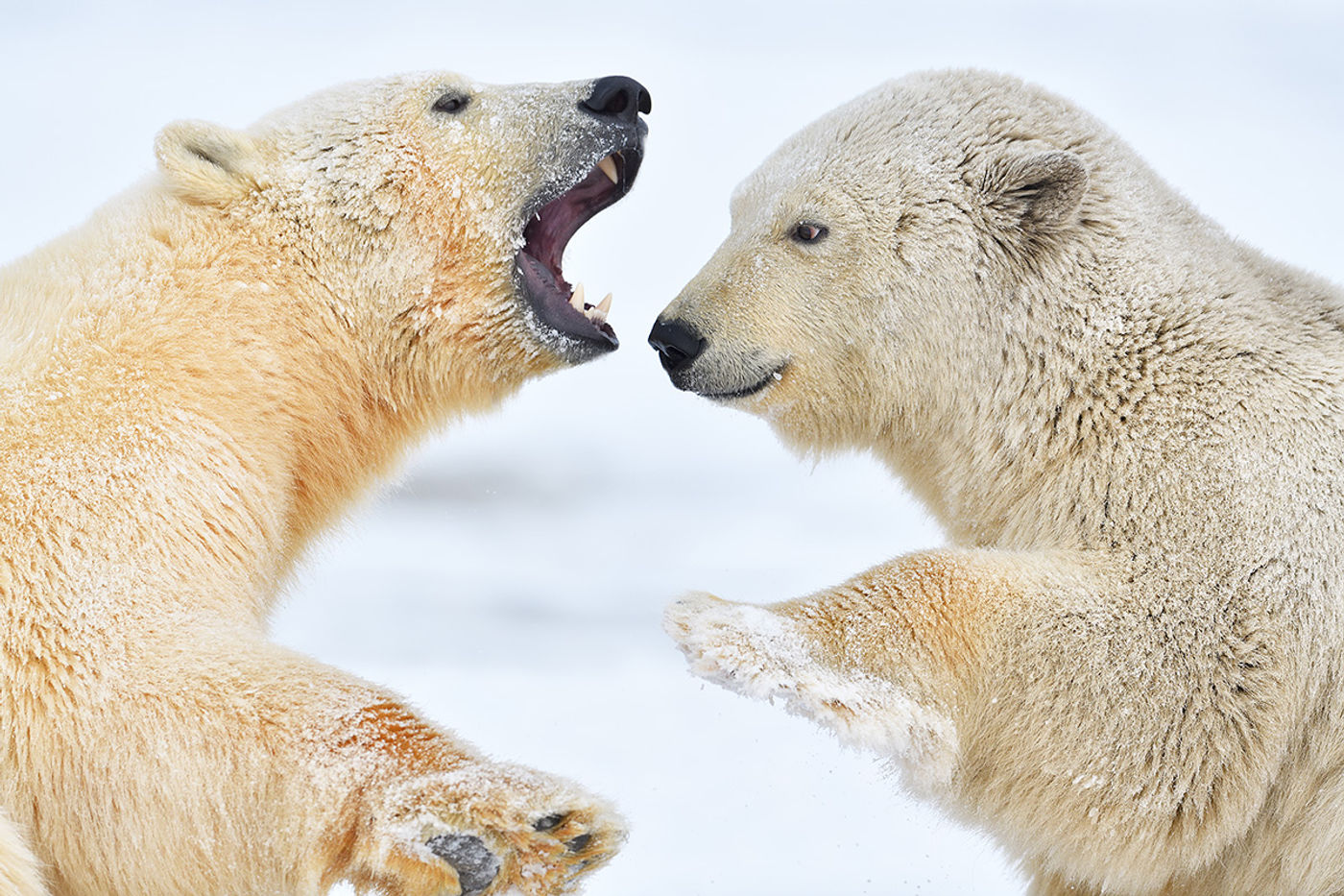 Twee vechtende ijsberen. © Yves Adams