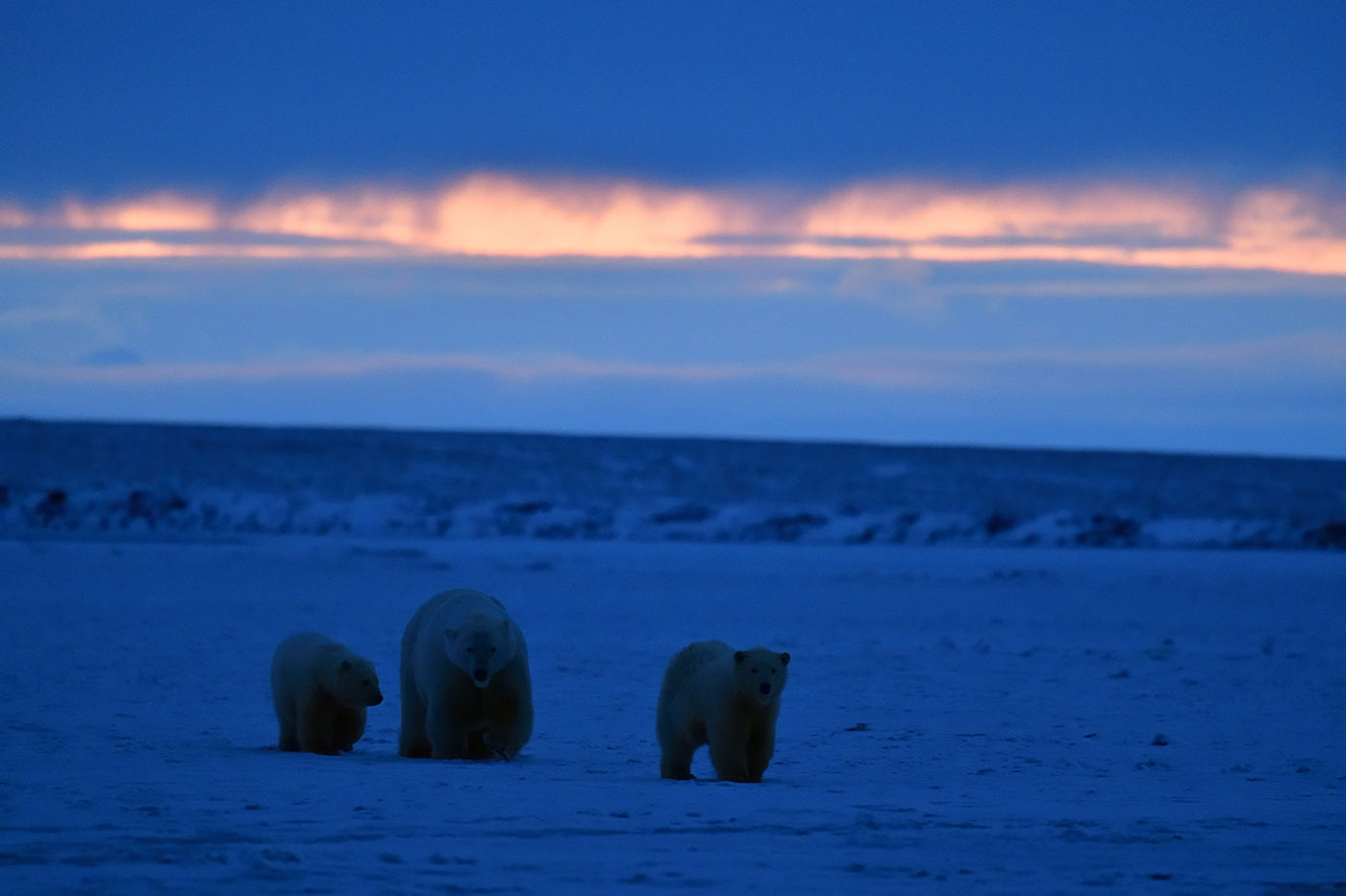 Sfeerbeeld ijsberen tijdens de schemer. © Yves Adams