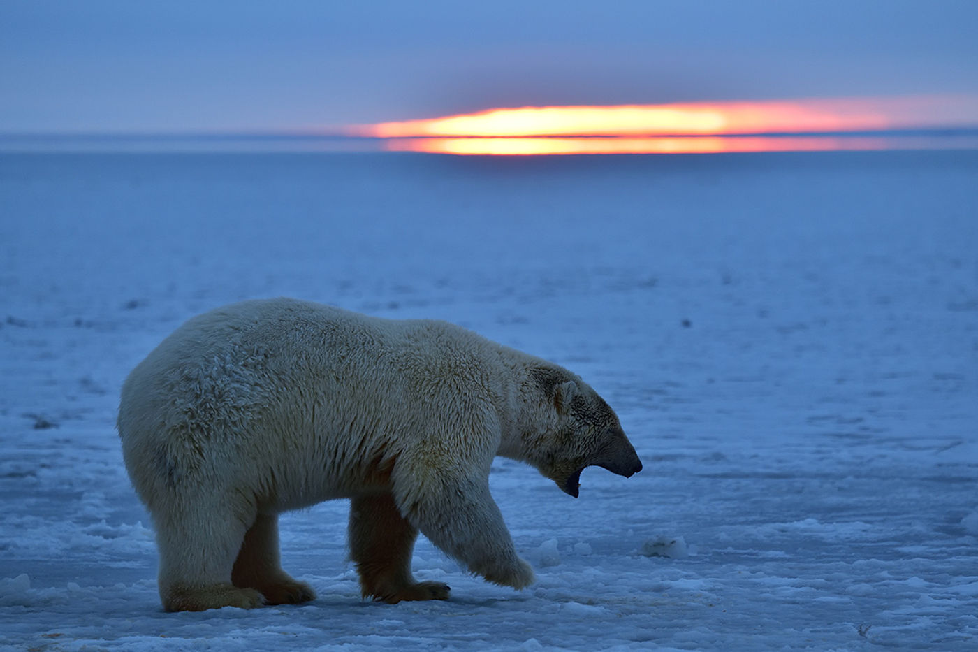 Sfeerbeeld ijsbeer bij zonsondergang. © Yves Adams