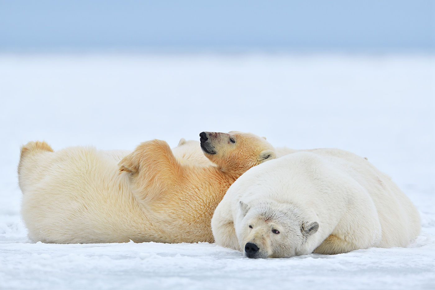 Luierende ijsberen. © Yves Adams