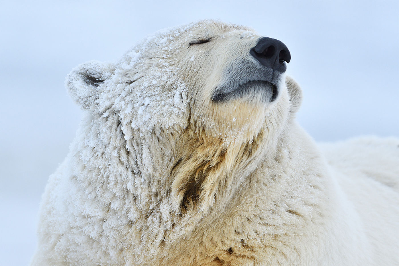 Een portret van een ijsbeer. © Yves Adams