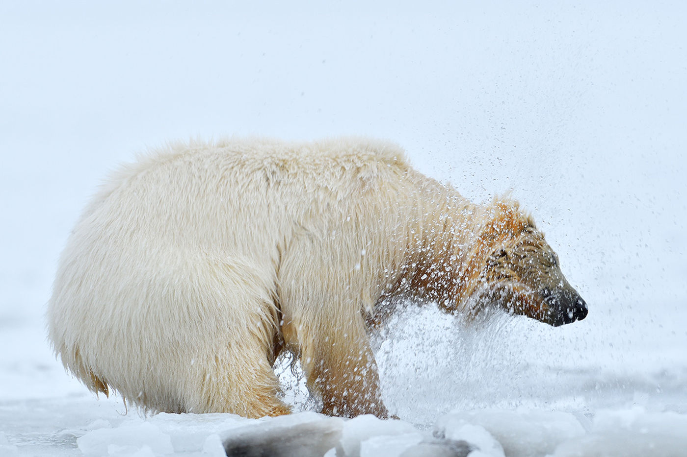 YvesAdams_YY2_0776_20171022_3818_IJsbeer_ Brrrrr! © Yves Adams