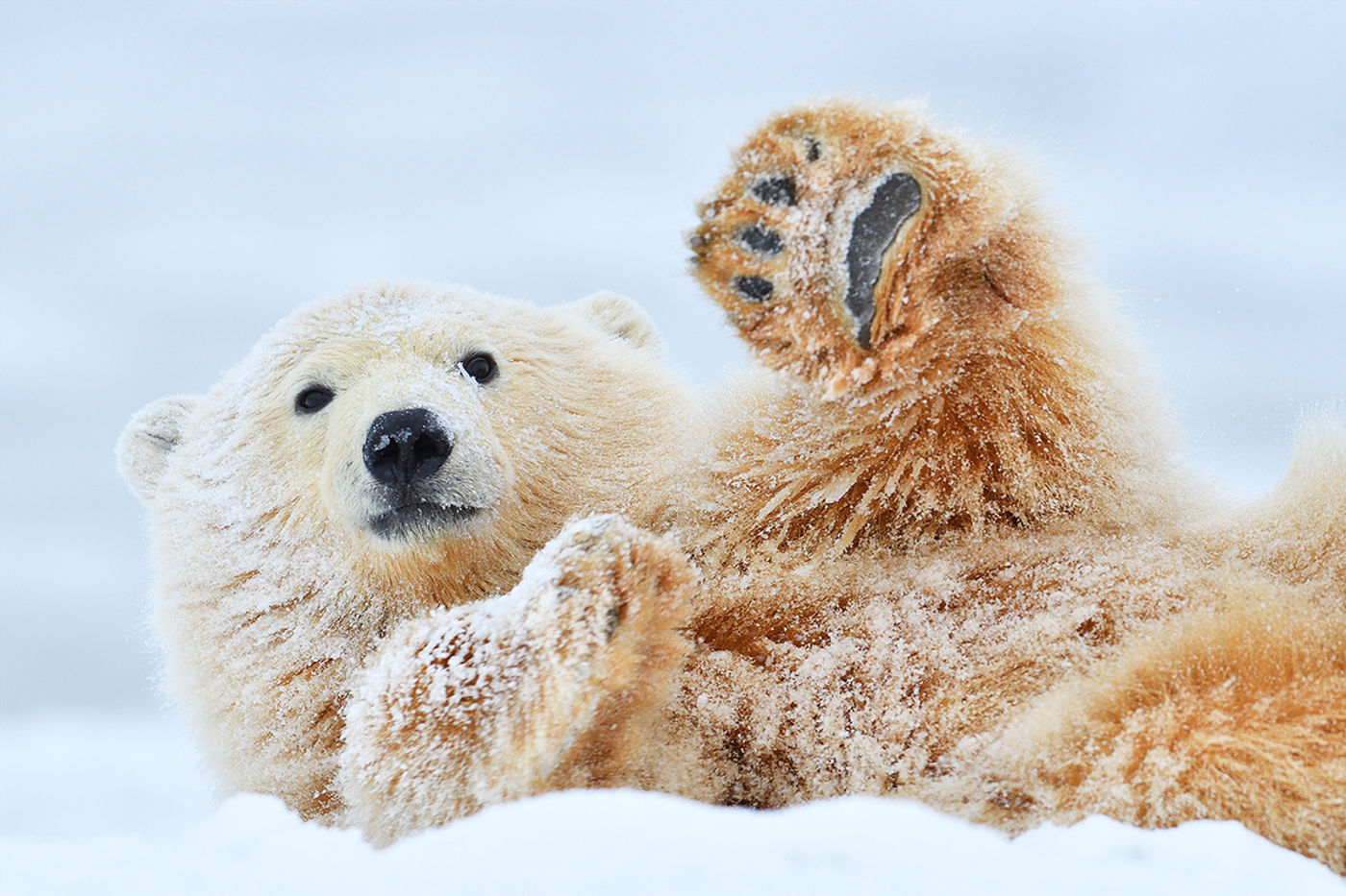 Oog in oog met jouw eerste ijsbeer?! Dat is ongetwijfeld een goeie kanshebber voor jouw STARLING hoogtepunt of droom. © Yves Adams