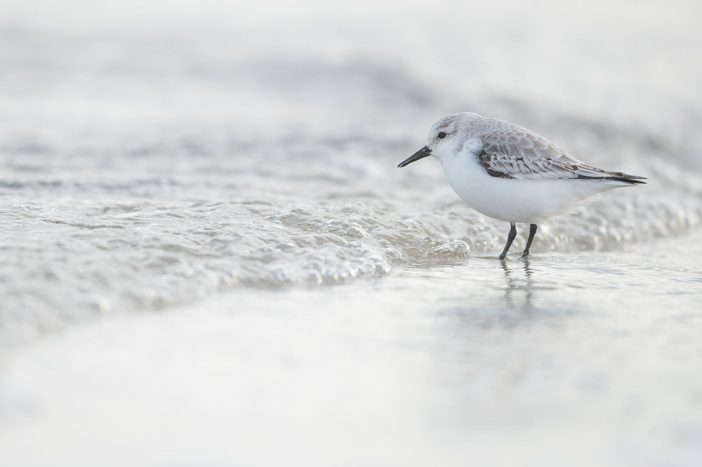 Steeds met de voetjes in het water: de drieteenstrandloper! © Billy Herman