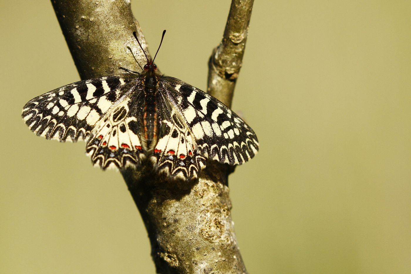 De zuidelijke pijpbloemvlinder is een spectaculaire verschijning. © Johannes Jansen