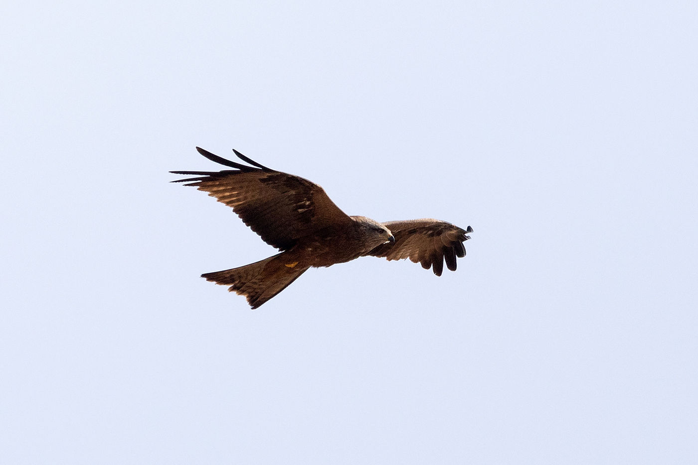 Zwarte wouw op de steppe Saint-Martin-de-Crau.