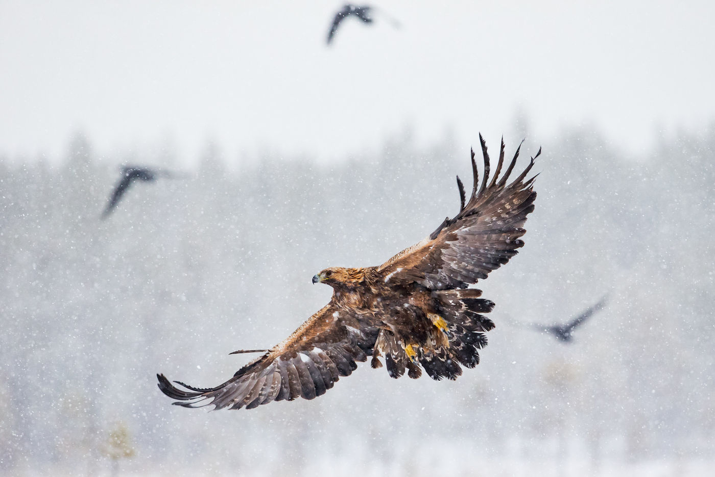 Aigle royal dans la neige © Conny Lundström