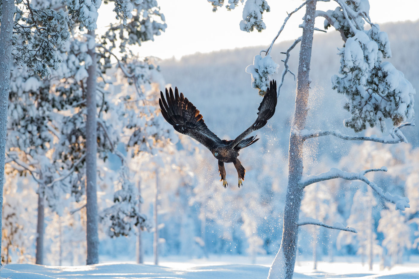 L'aigle a repéré sa proie © Conny Lundström