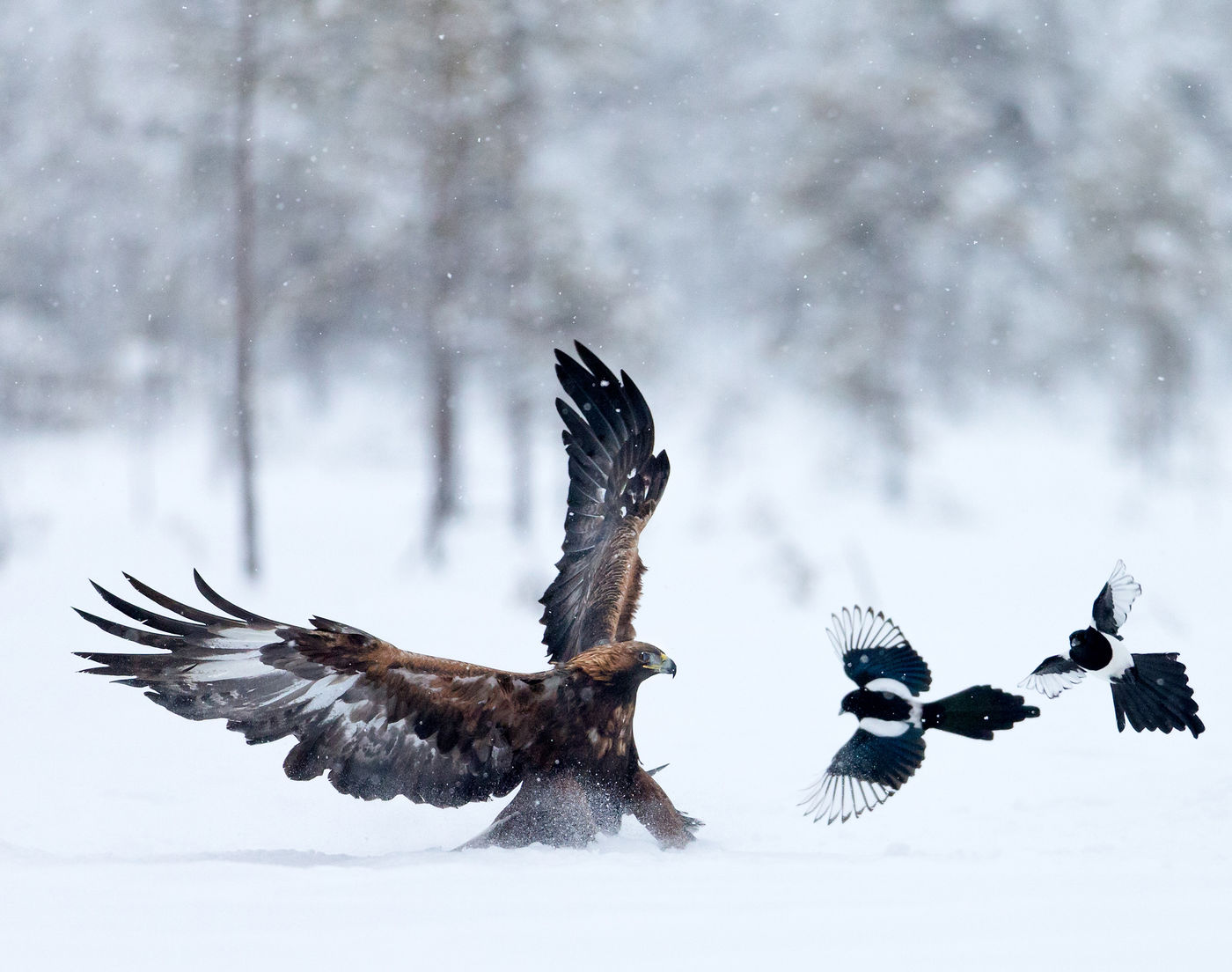 Deux pies qui ont un oeil sur le repas de l'aigle © Conny Lundström