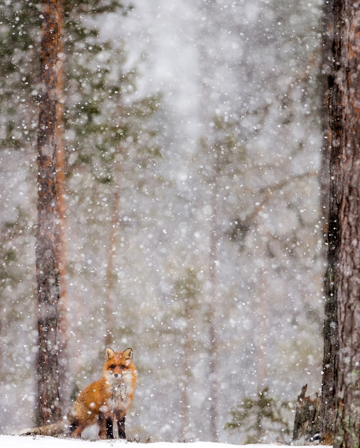 Renard dans la neige © Conny Lundström