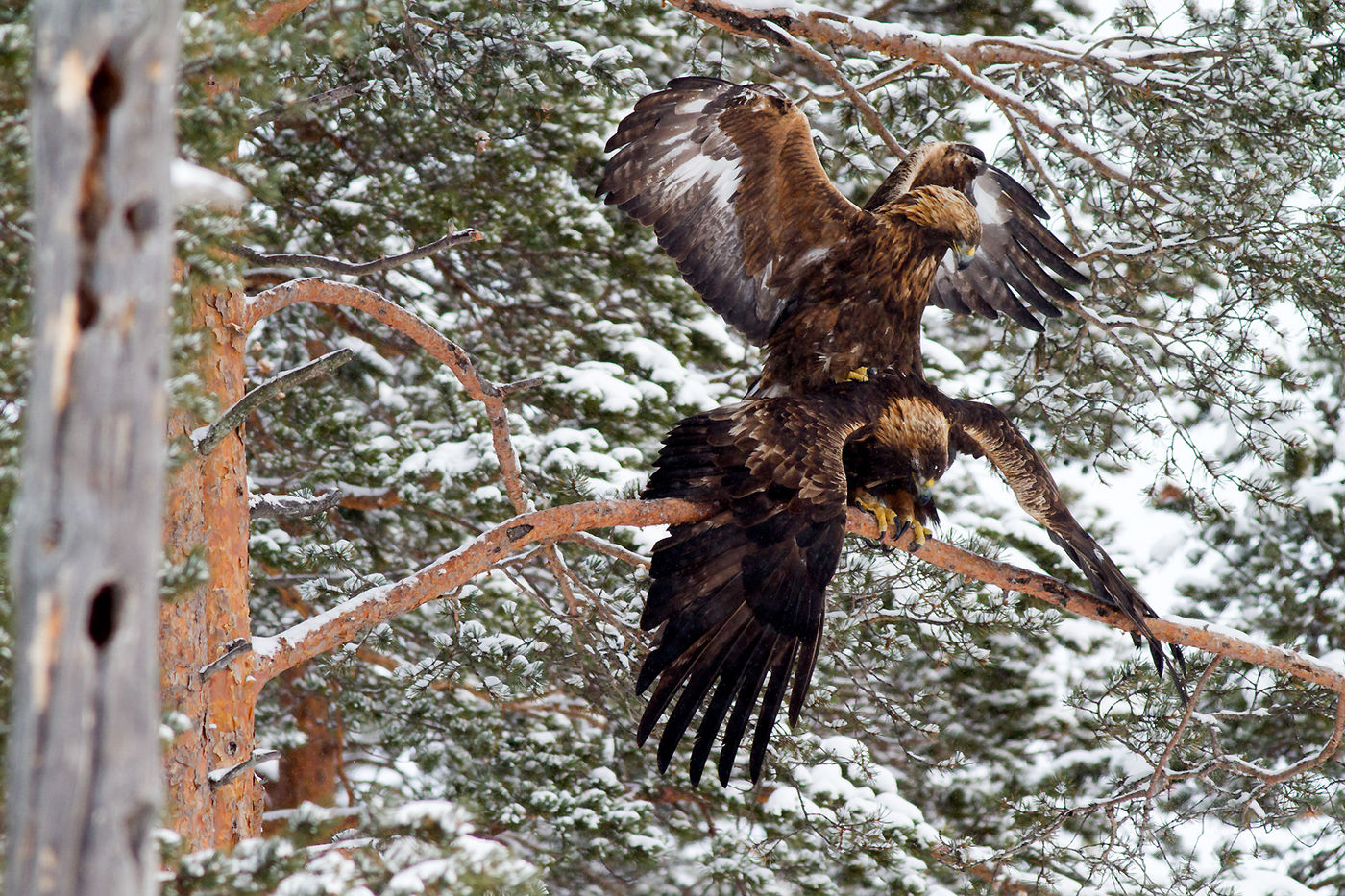 Moment intime chez les aigles © Conny Lundström