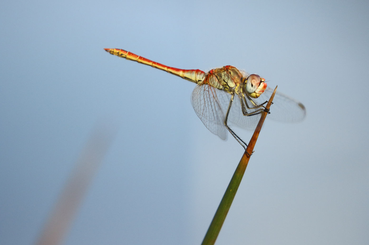 Zwervende-heidelibel-red-veinted-darter-Paliastomi-lake-Poti-Kolkheti-NP-boat-trip_Johannes_Jansen-vogelreis-Batumi-2018-STARLING-reizen-tours20180828-A40A4010 © Johannes Jansen