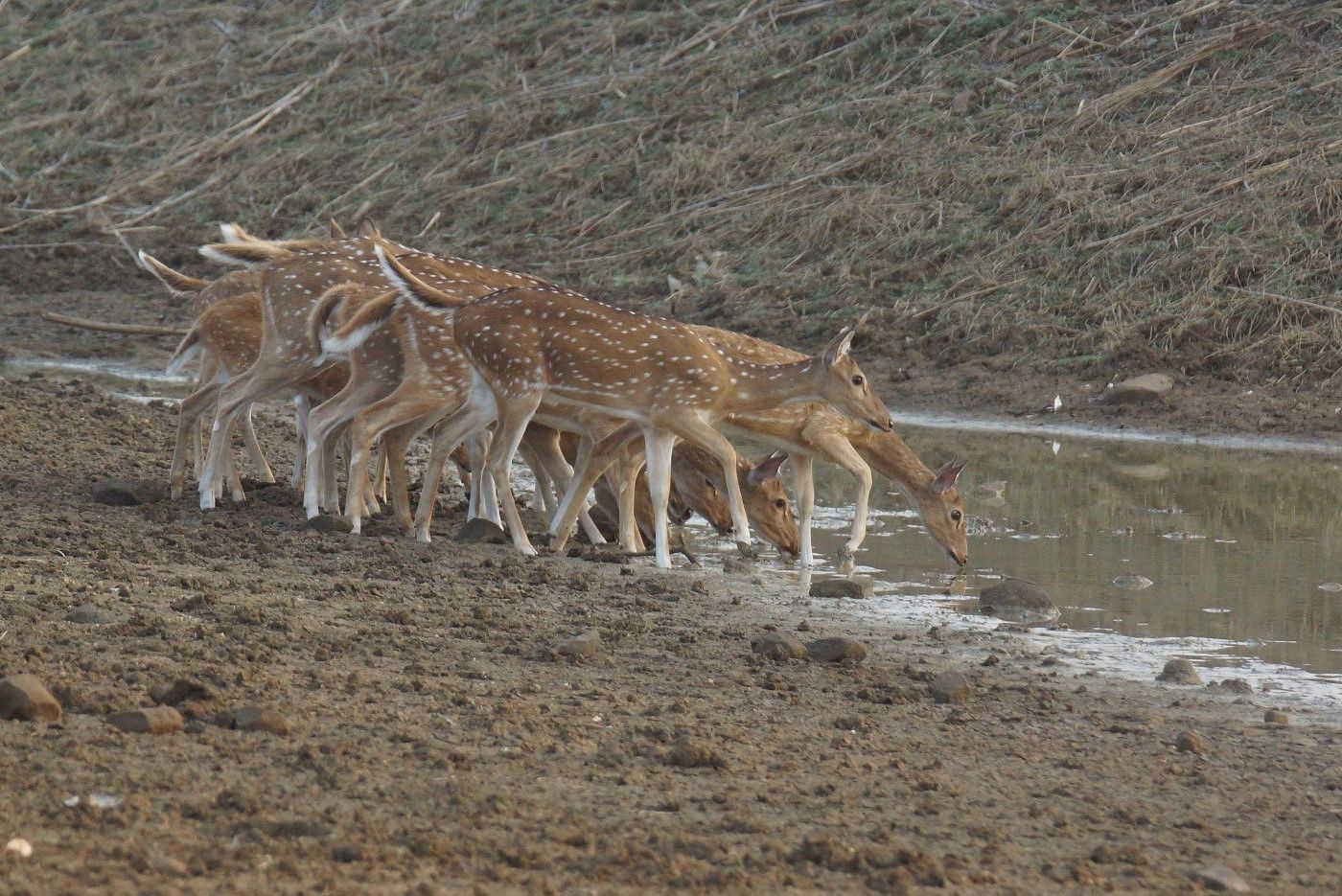 Enkele axisherten maken van de schemer gebruik om een waterhole te bezoeken. © Janco van Gelderen