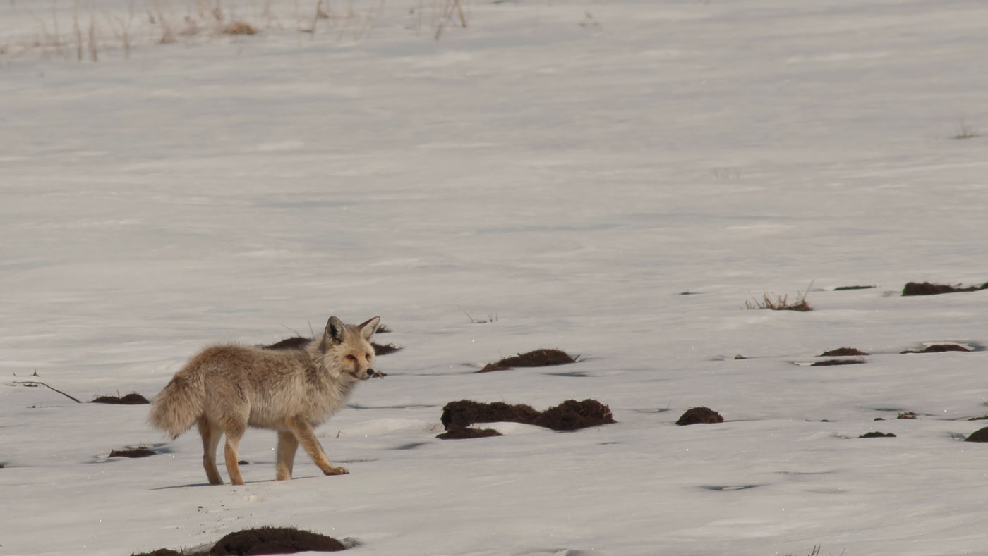 Een vos in en wel erg bleke wintervacht. © Brecht De Meulenaer