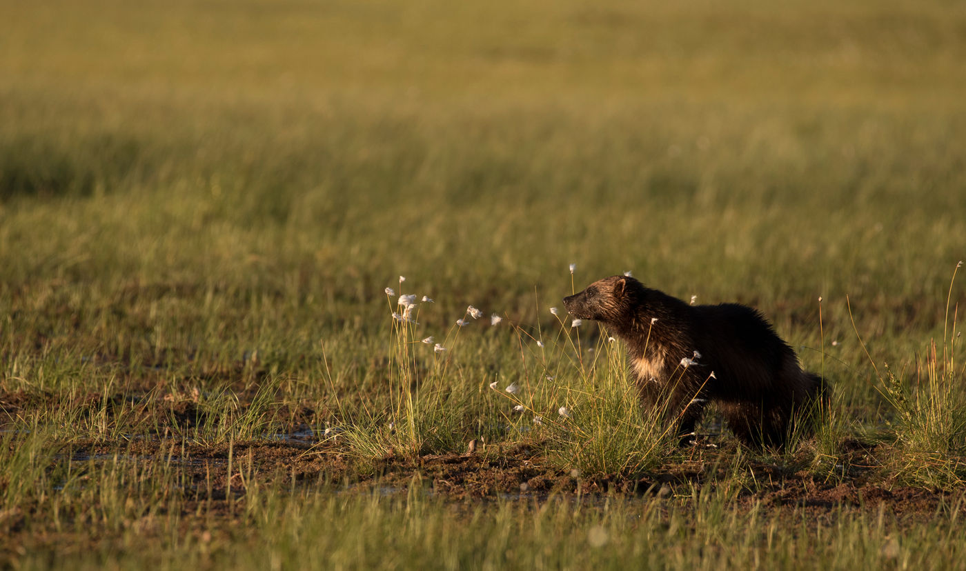 De ondergaande zon zorgt voor een warme gloed over deze geest van de taiga. © Brecht De Meulenaer