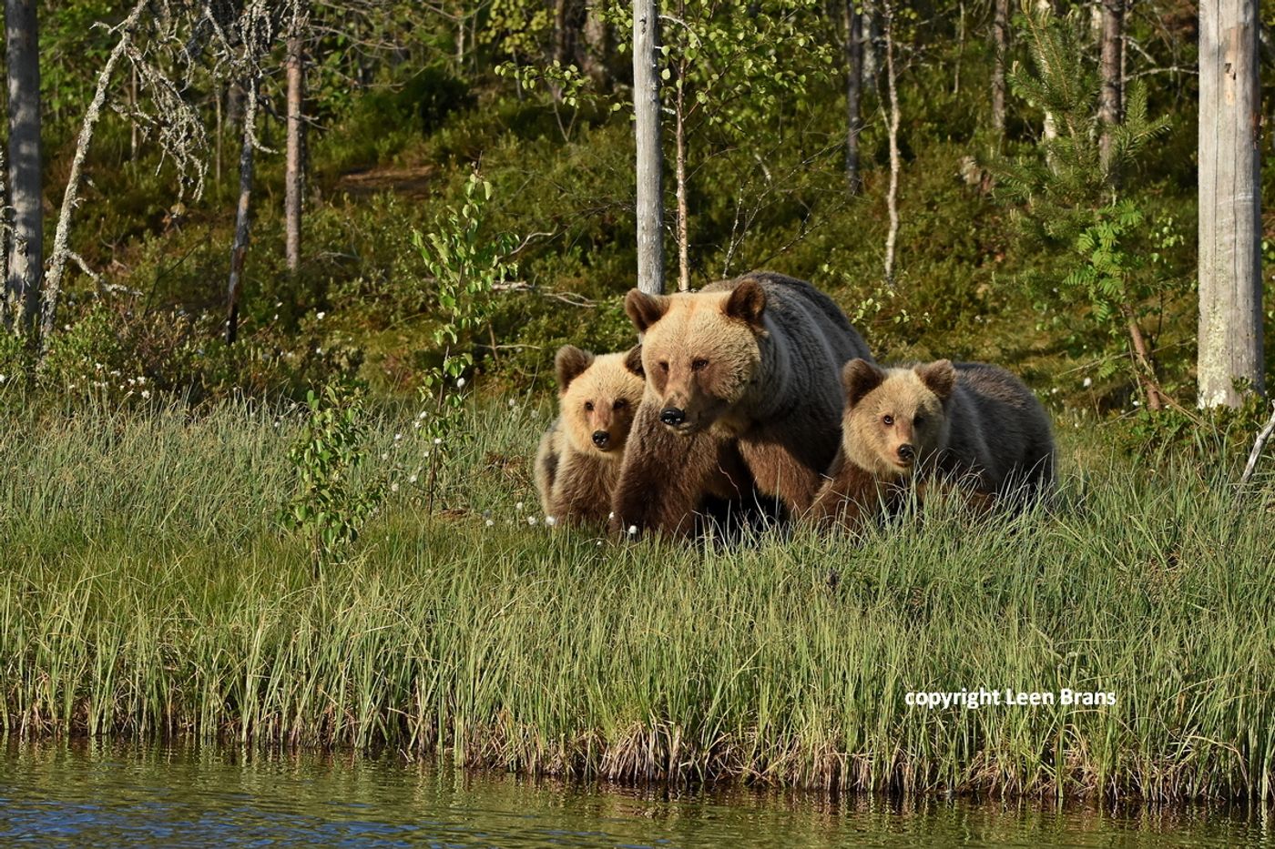 Beren in actie tijdens de reis in Finland waar Jurgen B. helaas wat pech had! Maar natuur kun je niet altijd voorspellen of in de hand hebben... © Leen Brans